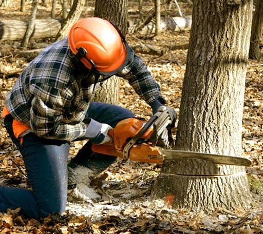Tree Removal in Jenison, MI